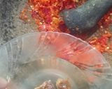 Foto langkah ke 2 dari resep Ikan Lema Saos Tiram.