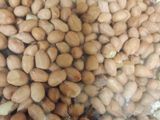 Kacang Kribo
