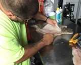 A picture of step 1 of Flounder Fillet.