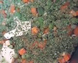Mexikói finomfőzelék 🥕🌽🍲🥓 recept fázis 1 fotója