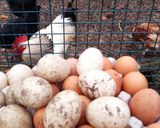 Une image de l'étape 4 de 🍳Tortilla 🪺de patatas 🥔 🇪🇸.