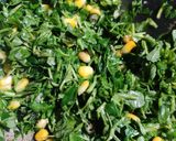 A picture of step 2 of Methi Corn Masala.