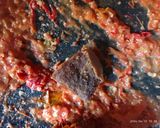 Foto langkah ke 3 dari resep Sambal tomat lamtoro.