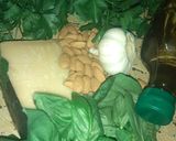 Foto del paso 1 de la receta: Un Rico Pesto