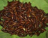 Foto langkah ke 1 dari resep Oseng Ungker khas Blora.