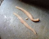 A picture of step 1 of Mongolian Chicken.