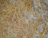 A picture of step 1 of Brown veggies spaghetti.