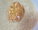 Foto del paso 5 de la receta: Korokke (croqueta) de boniato con salsa tonkatsu