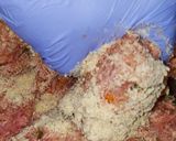 A picture of step 10 of BBQ Meatloaf with a Kick!.