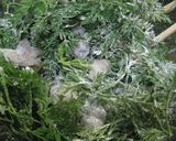 A picture of step 3 of Carrot Tops and Shrimp Kakiage Fritters.