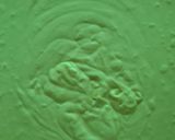 A picture of step 6 of Buttermilk Pudding.