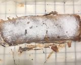 Foto del paso 9 de la receta: Strudel de manzana