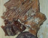 Foto langkah ke 6 dari resep Tongseng Hati ampela ayam asem jawa.