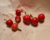 Foto del paso 6 de la receta Chile en aceite de oliva orgánico