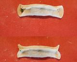 A picture of step 3 of Guotie (Pan-Fried Dumplings).