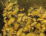 A picture of step 36 of Garlic Chips and Garlic Oil.