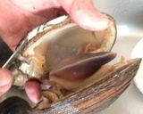 A picture of step 4 of Surf Clam Sashimi - How to Peel, Prepare and Blanch.