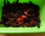 Foto del paso 1 de la receta: Cangrejos de río en salsa "Isabel"