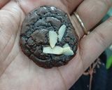 Foto langkah ke 6 dari resep 267. Brownies Krispi.