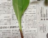 A picture of step 1 of Gyoza Dumplings with Alpine Leek.