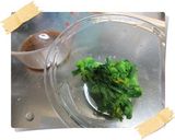 A picture of step 2 of Easy Spicy Nanohana.