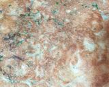 A picture of step 10 of Egg Paratha Salad Roll.
