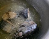Gambar langkah 1 resipi 14:9:26 - Gulai ikan ayaq.