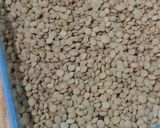 Foto del paso 1 de la receta: Germinado de lenteja