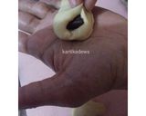 Foto langkah ke 9 dari resep ROTI JAMUR UNYIL (simpel, praktis, tanpa  ulen).