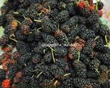 Foto langkah ke 1 dari resep 210. Homemade Blackberry Jam (Selai Blackberry).
