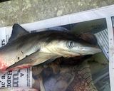 A picture of step 1 of Shark on the grill.