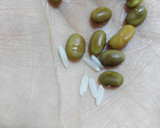 Foto del paso 5 de la receta: Mini judías con arroz