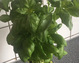 Foto del paso 6 de la receta: Focaccia al pesto