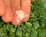 A picture of step 2 of Crispy kale 🥬.