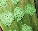 Foto langkah ke 3 dari resep Putu mayang aka petulo (tidak pake cetakan).