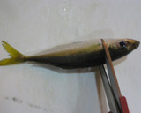 A picture of step 2 of How to Clean Small Horse Mackerel.