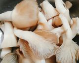 Hình bước làm 1 của món Nấm bào ngư xào sa tế