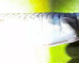 A picture of step 2 of Grille Titus fish.