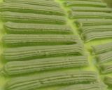 Foto langkah ke 5 dari resep Curros Pandan.