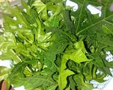 Foto langkah ke 1 dari resep Urab daun pepaya jepang.