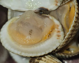 Foto del paso 2 de la receta: Merluza con salsa de berberechos y culis de espinacas con espuma