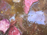 Assorted and Ram meat pepper soup