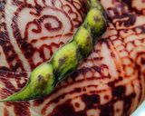 A picture of step 1 of Green pigeon pea usli (stir fried lentils).