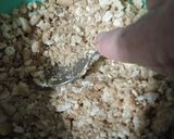 Foto del paso 1 de la receta: Símil Príncipe Humberto!