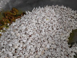 જુવાર ની ધાણી