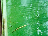 ओल्या बोंबलाचा पानगा