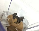 A picture of step 3 of Oreo smoothie without ice cream.