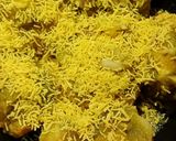 A picture of step 4 of Sindhi Street Food Butter Papdi Chaat.