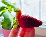 Hình bước làm 1 của món 🌱 Mứt Dâu Ít Ngọt