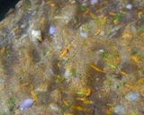 A picture of step 4 of Ragi masala roti.